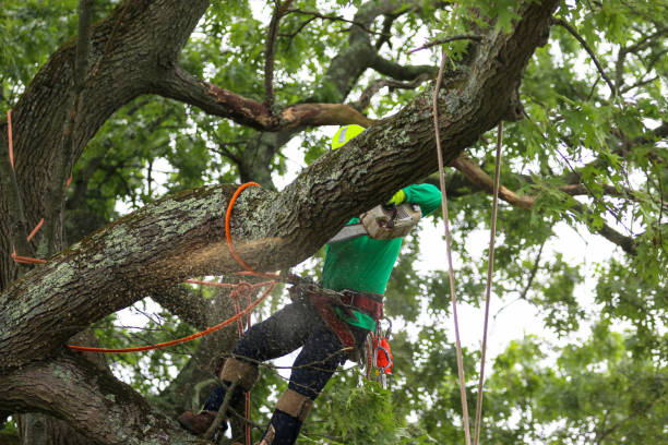 Best Tree Disease Treatment  in Brunswick, NC